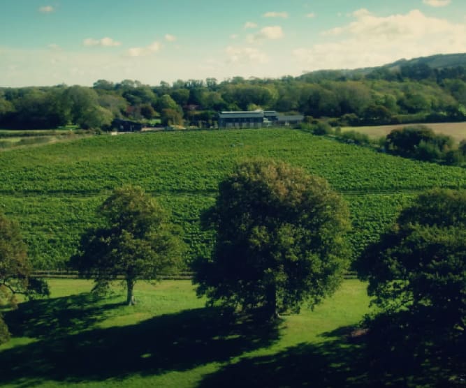view from everflyht winery