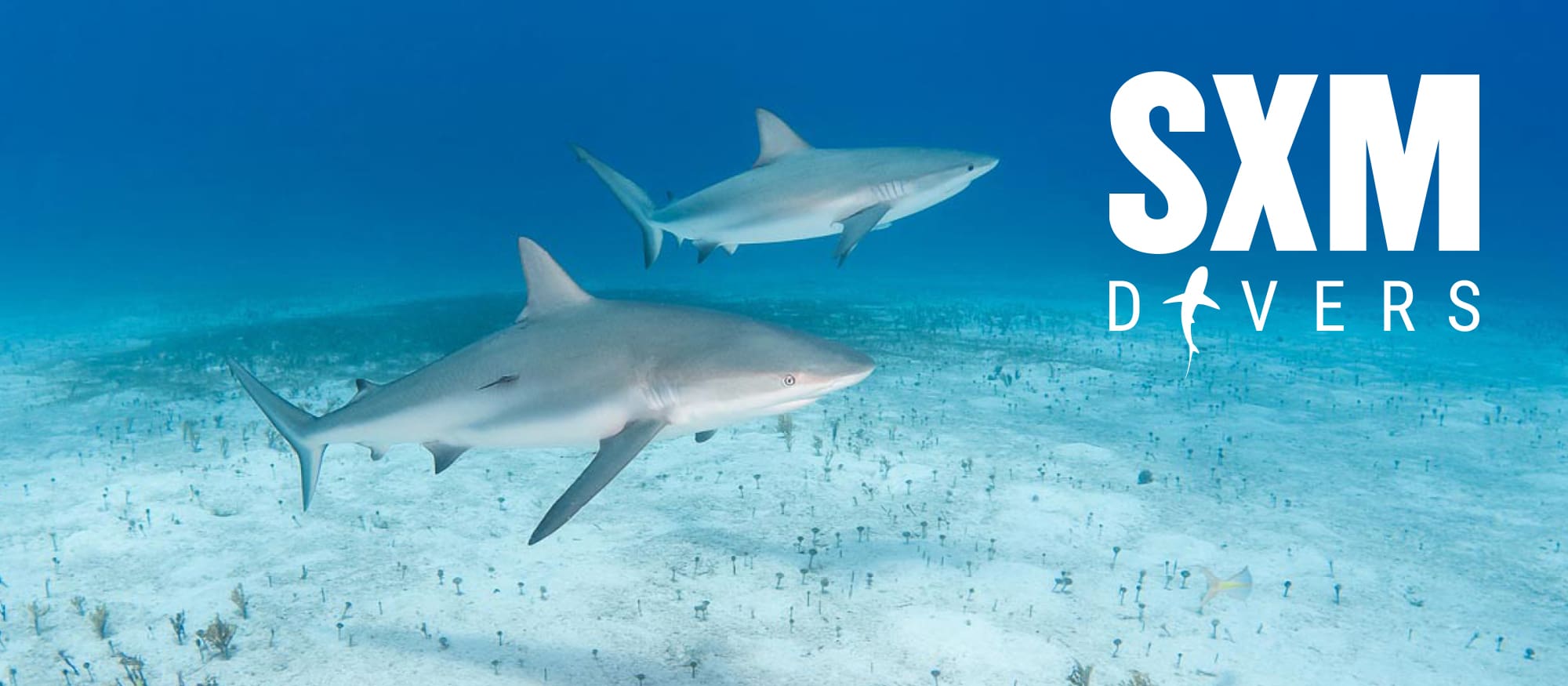 sxm divers photo