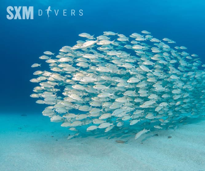 sxm divers photo