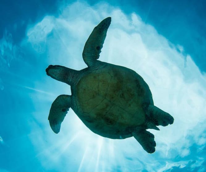 sxm divers photo