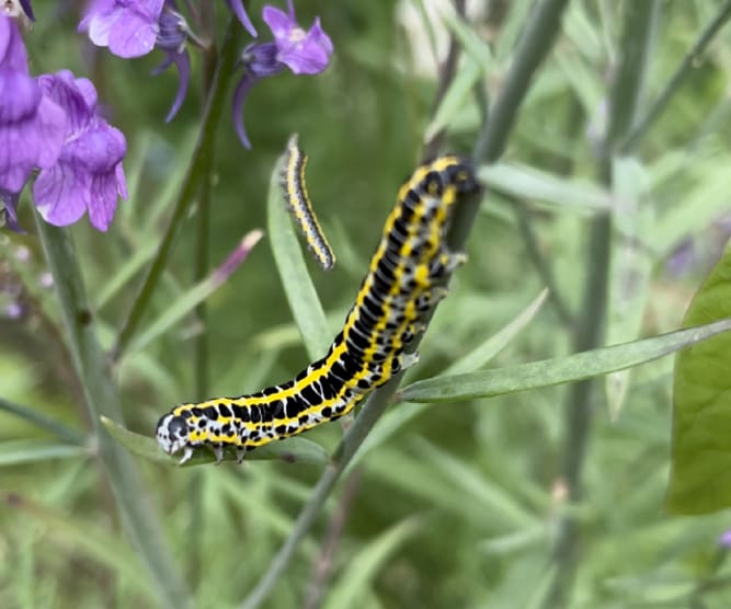 close up caterpillar