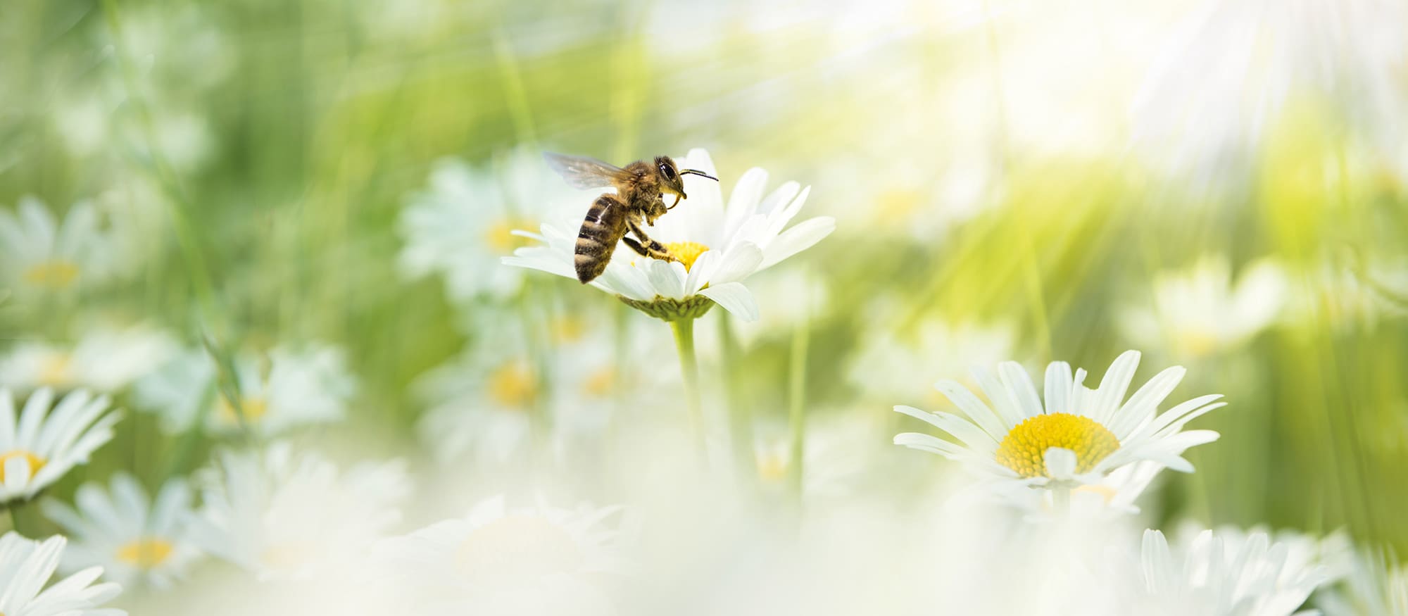 close up image of bumble bee on flowers