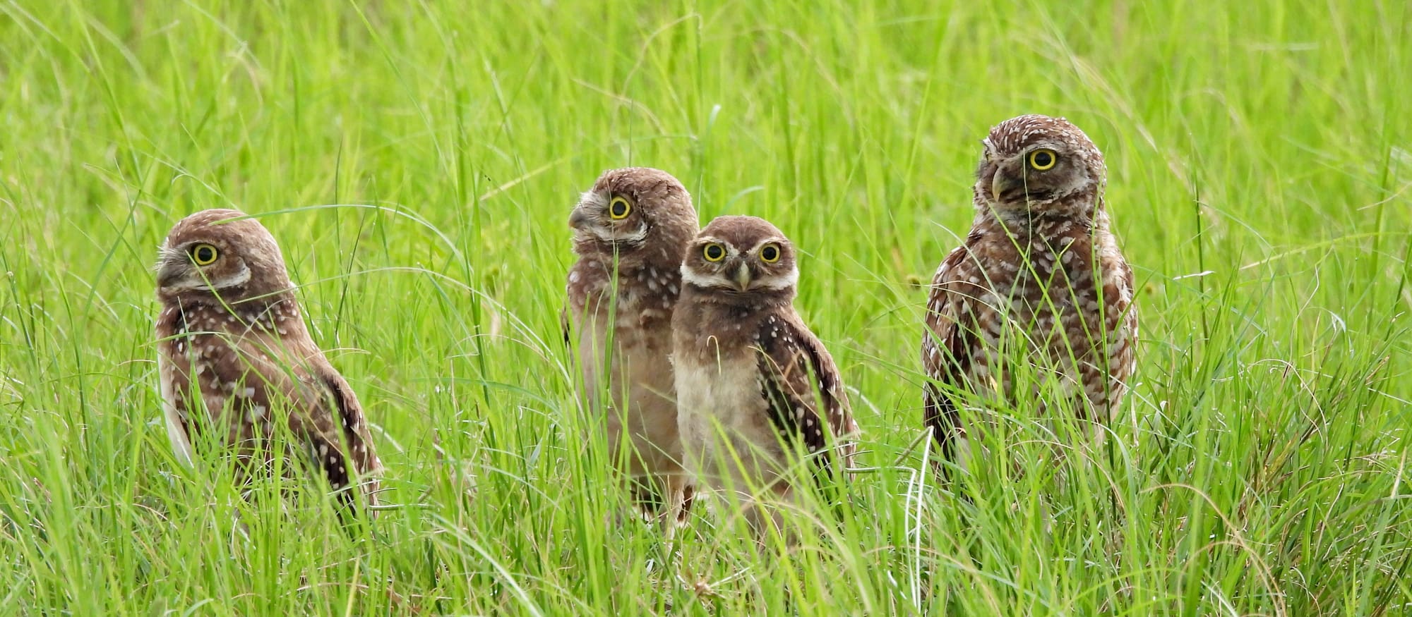 picture of owls
